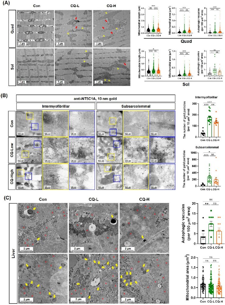 Microscopy Characterization of Chloroquine2